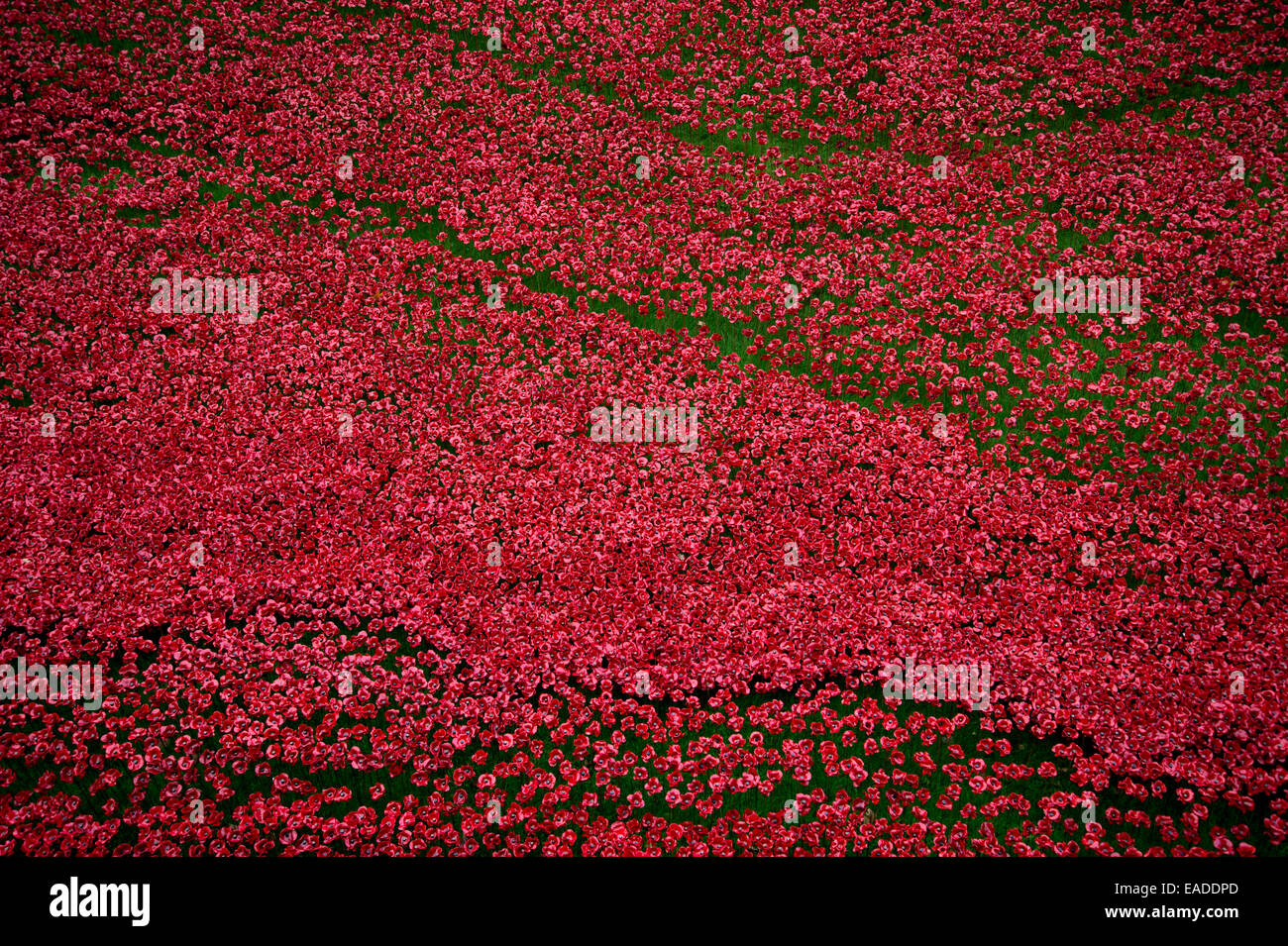 "Sangue spazzata di terre e mari di Rosso". Oltre 800.000 papaveri in ceramica commemorare i caduti della Prima Guerra Mondiale Foto Stock