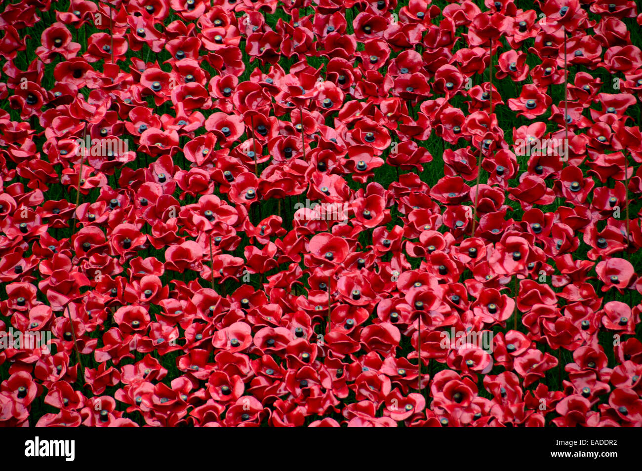 "Sangue spazzata di terre e mari di Rosso". Oltre 800.000 papaveri in ceramica commemorare i caduti della Prima Guerra Mondiale Foto Stock