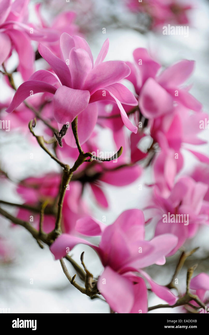 La magnolia, Magnolia sprengeri, Rosa oggetto. Foto Stock