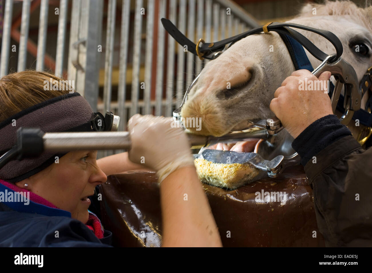 Veterinario il deposito di denti di cavallo con ganasce trattenute divaricate con specolo in stabile. Foto Stock