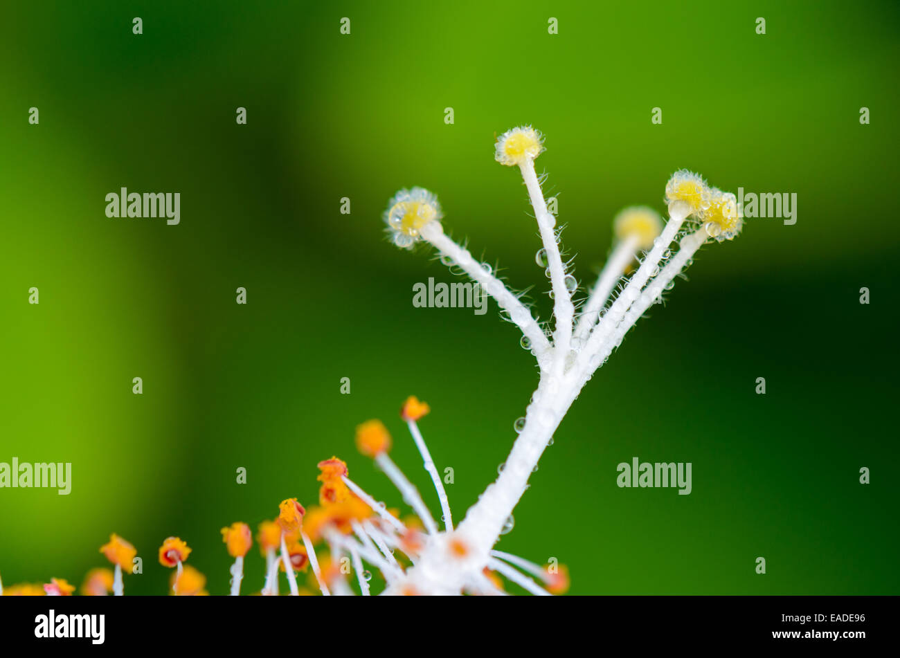 Close up white carpel di fiocco di neve ( Hibiscus Hibiscus rosa sinensis ) Foto Stock