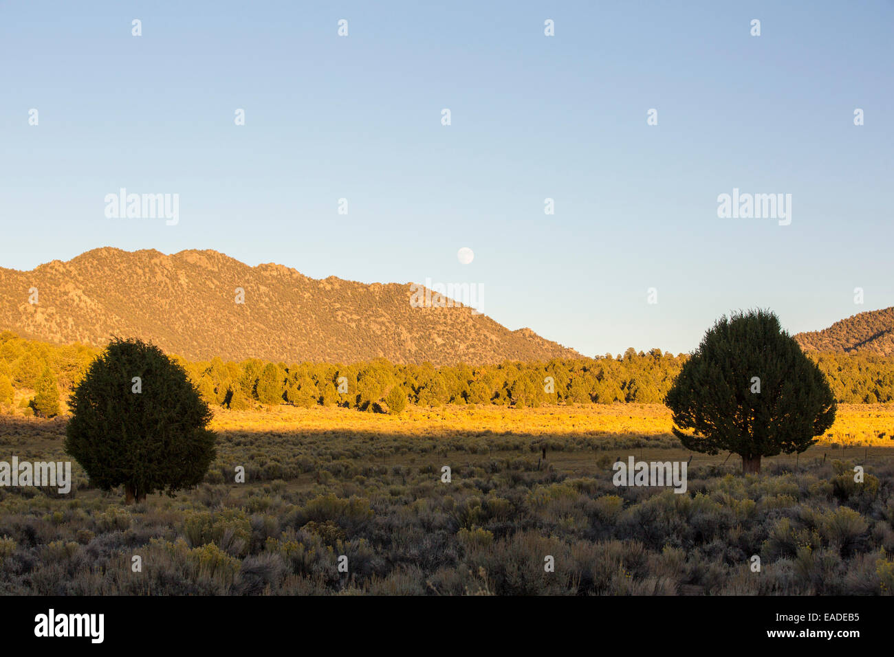 Luce della Sera vicino al parco a dente di sega in The Greenhorn montagne, parte della Great Western dividere Foto Stock