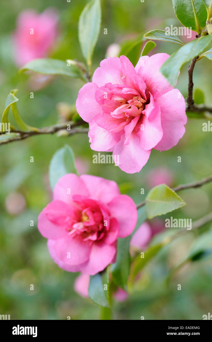 Camelie, Camellia " spumante " Borgogna, oggetto rosa, sfondo verde. Foto Stock