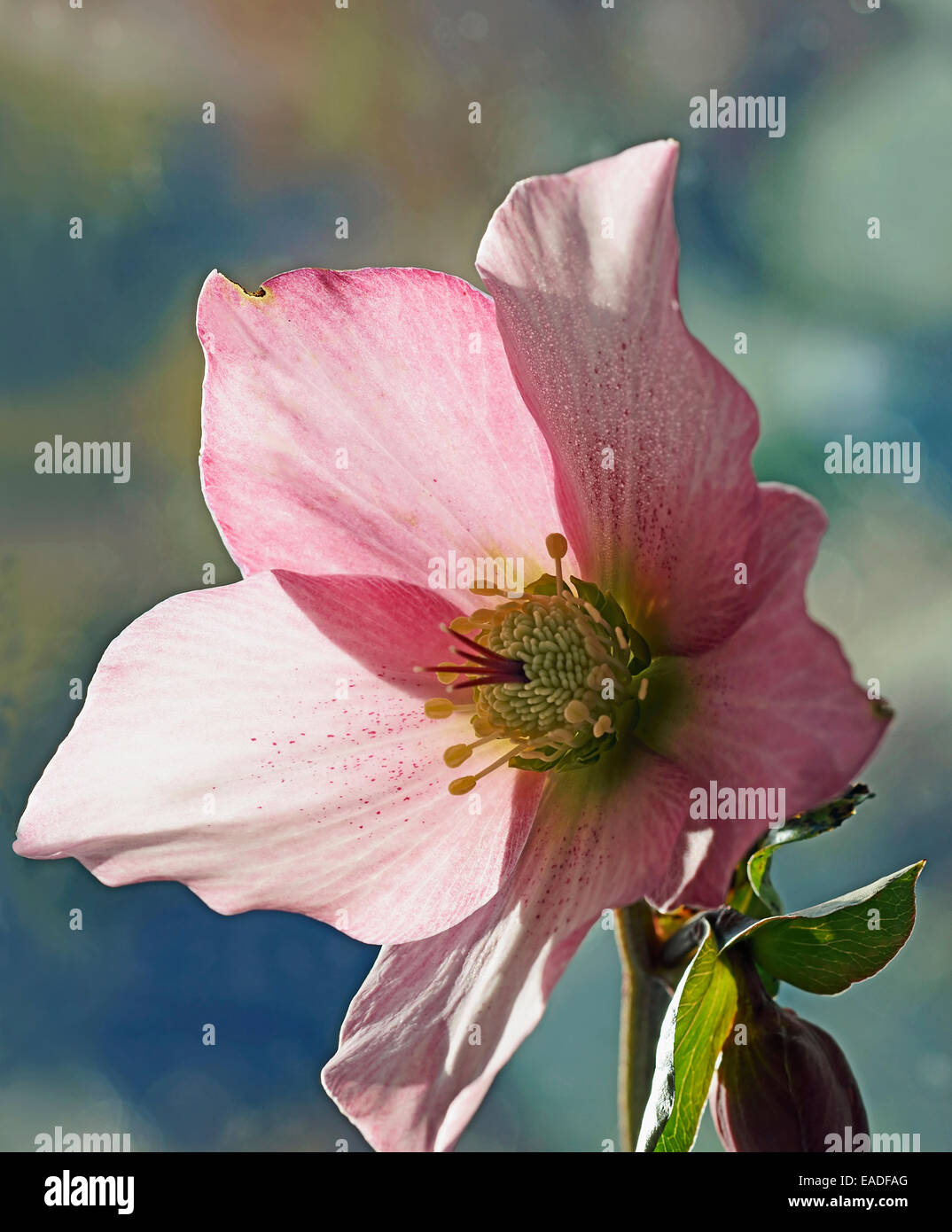 L'elleboro, Helleborus orientalis ibridi, Rosa oggetto. Foto Stock