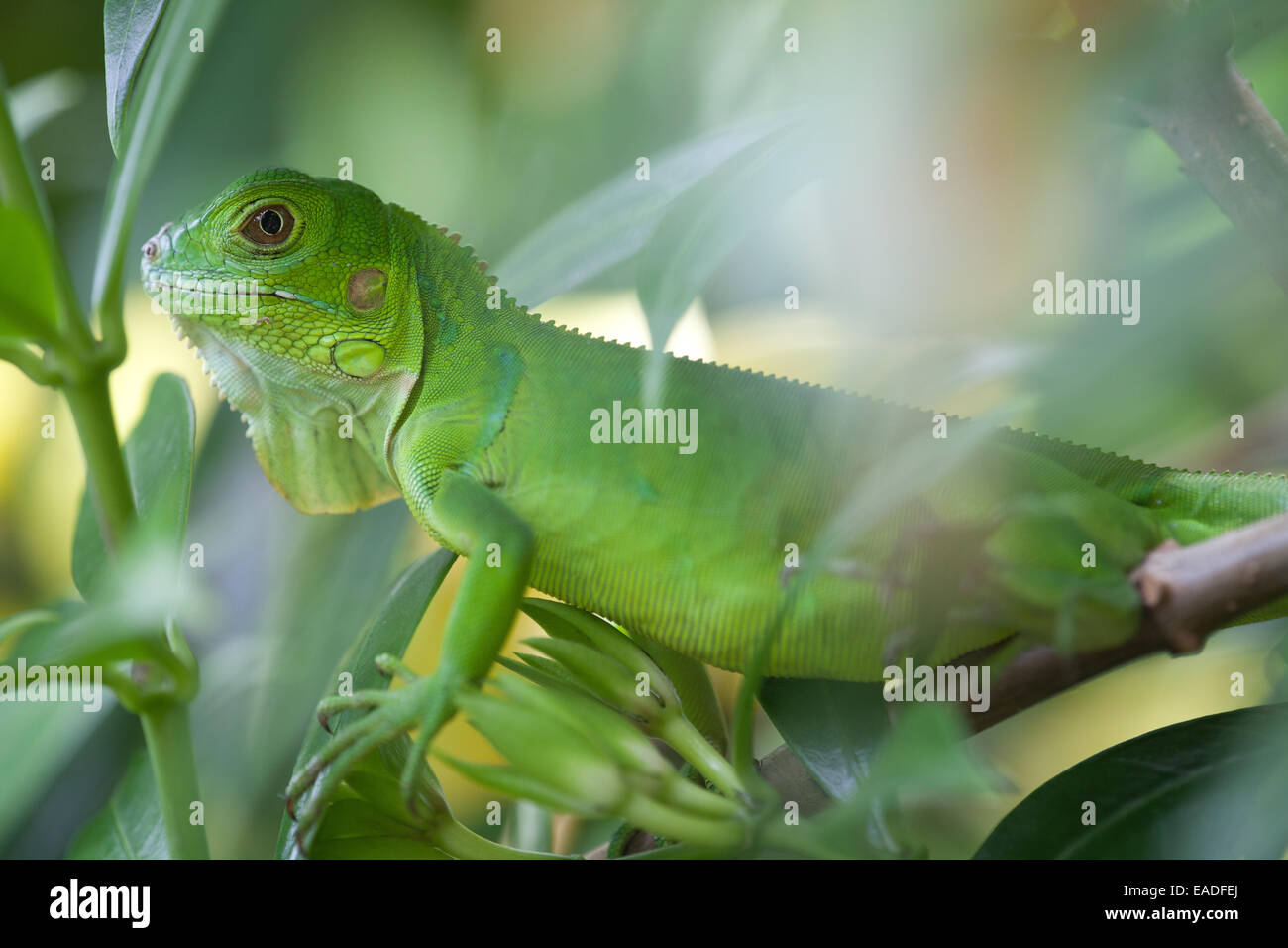 Panama fauna selvatica con una iguana verde giovanile in una foresta al di fuori di Penonomé, provincia di Colle, Repubblica di Panama, America Centrale. Foto Stock