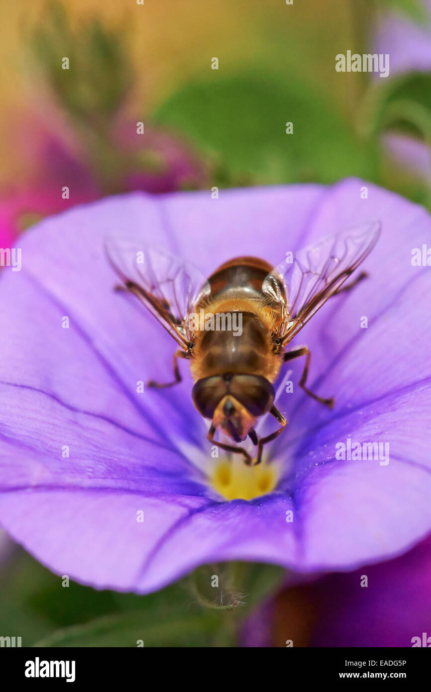 Gloria di mattina, Massa, Convolvulus sabatius, viola l'oggetto. Foto Stock