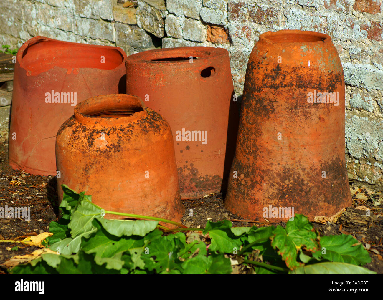 Rabarbaro, Rheum rhabarbarum, Arancione oggetto. Foto Stock