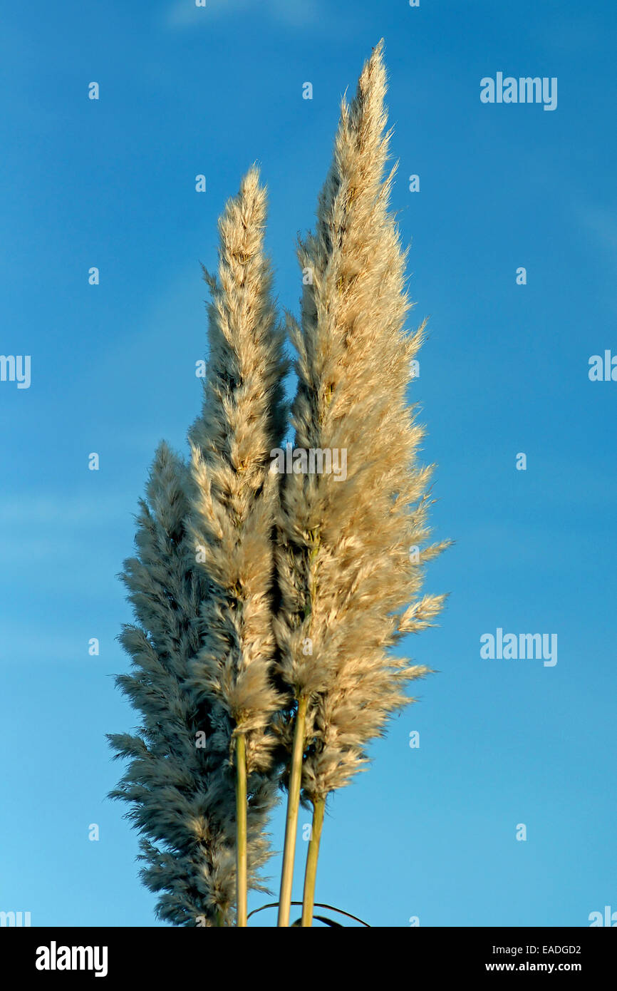 Erba, Pampas erba, Cortaderia selloana, crema di soggetto, sfondo blu. Foto Stock
