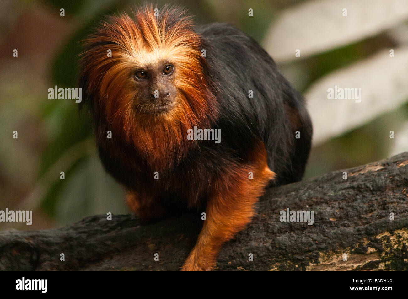 Golden-headed Lion Tamarin su un ramo Foto Stock