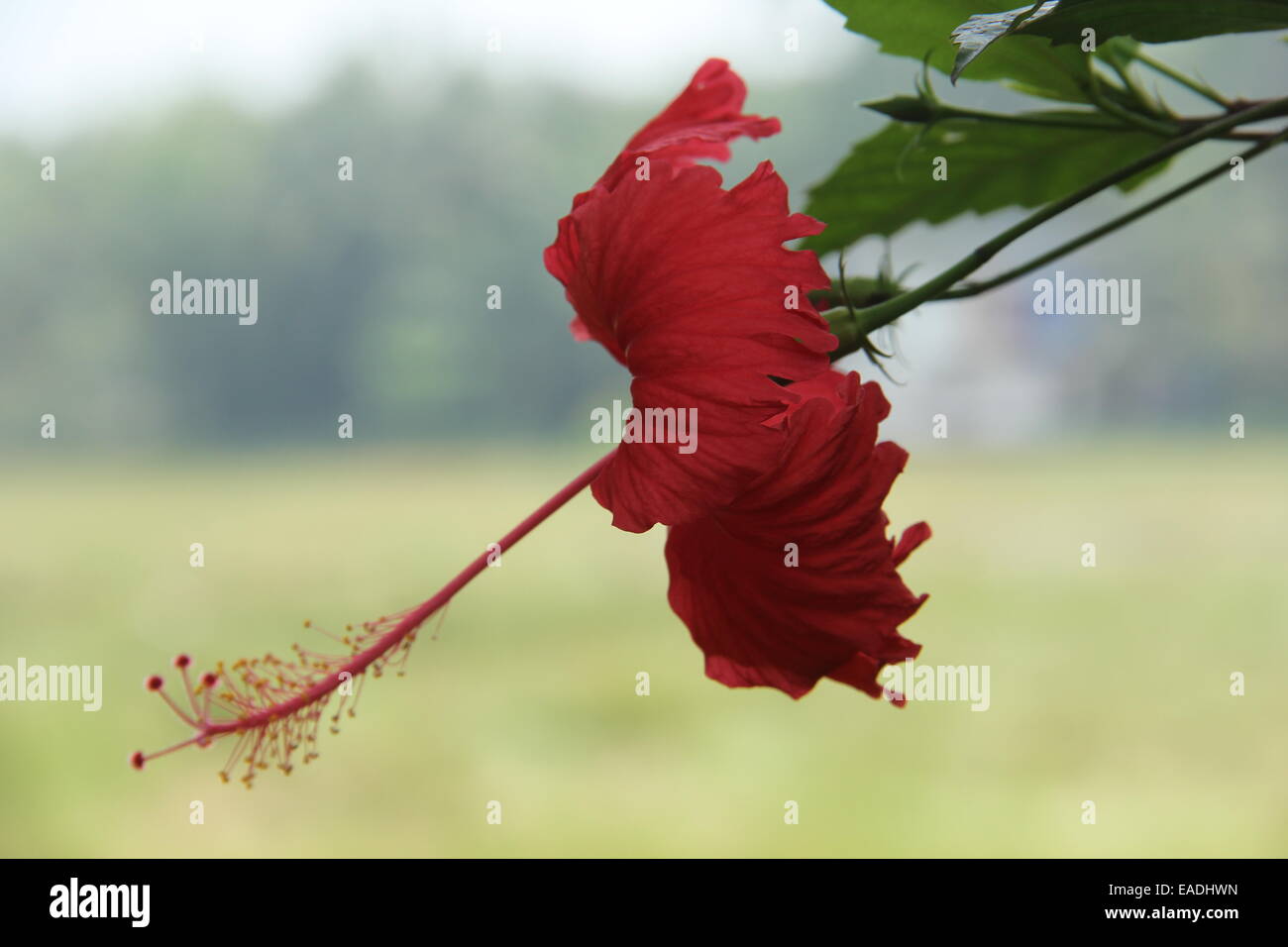 Fiore rosso Foto Stock