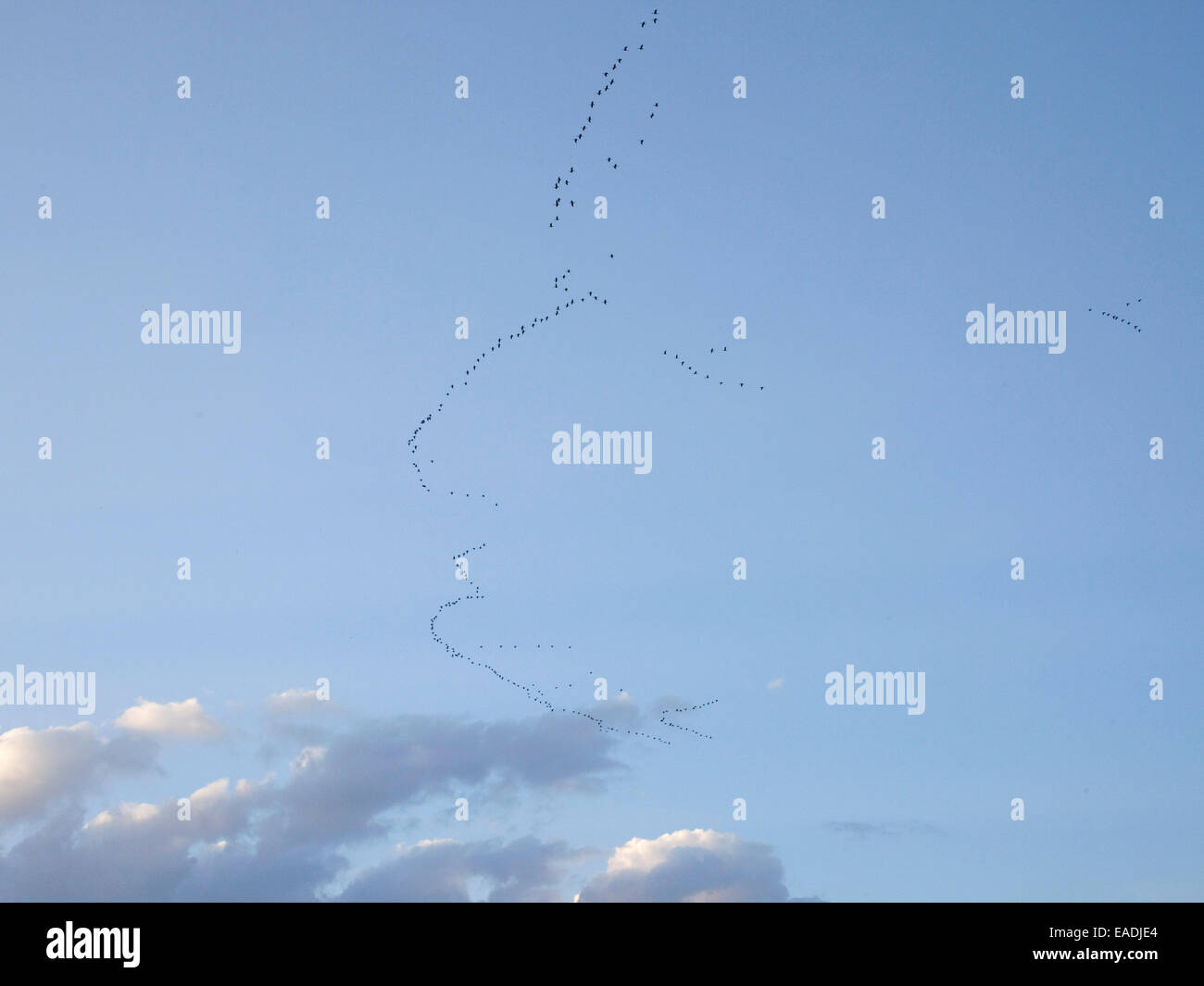 La migrazione di uccelli nel pattern del volto nel cielo Foto Stock