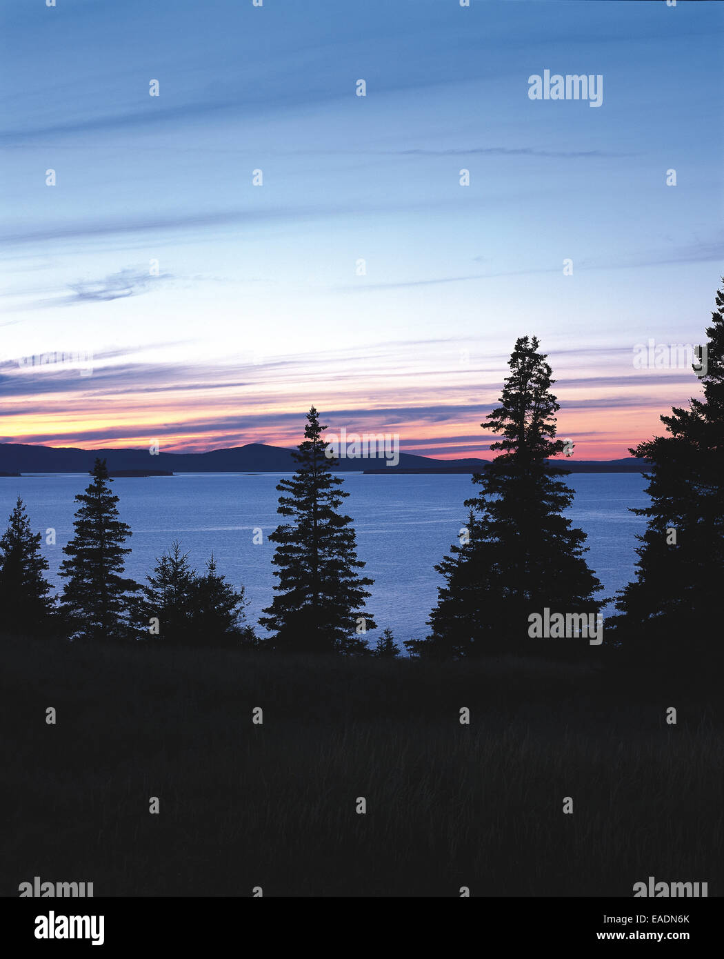 Conifere e oceano al tramonto nel Maine Foto Stock