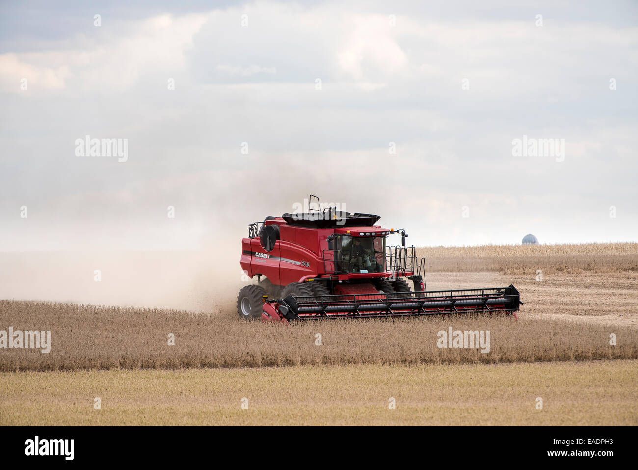 Combinare il raccolto di soia nel sud del Minnesota. Foto Stock