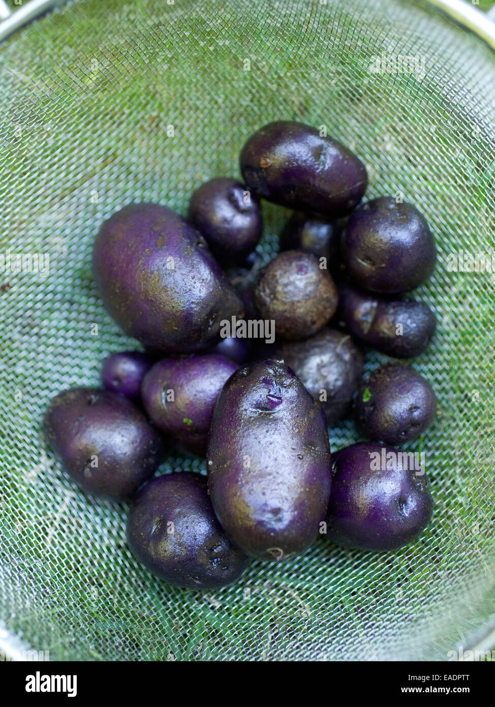 Appena raccolte e lavate patate viola in scolapasta Foto Stock
