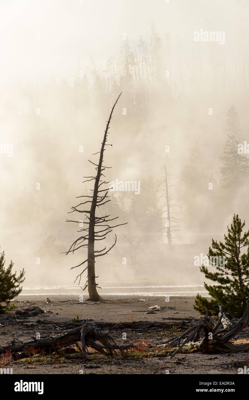 Resti di alberi si erge in mezzo alle piscine per la cottura a vapore in Norris Geyser Basin, il Parco Nazionale di Yellowstone. Foto Stock