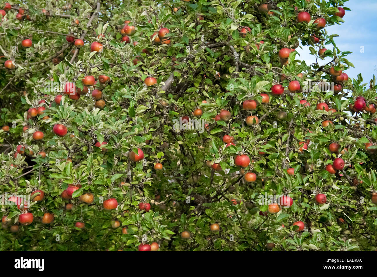 Albero di mele con frutti mellow Foto Stock