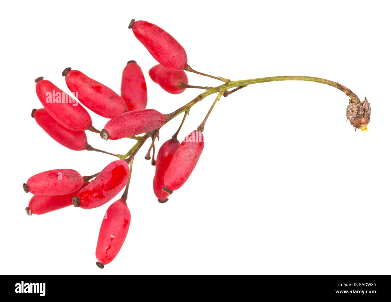Red Berberis sparare con frutti maturi isolati su sfondo bianco Foto Stock