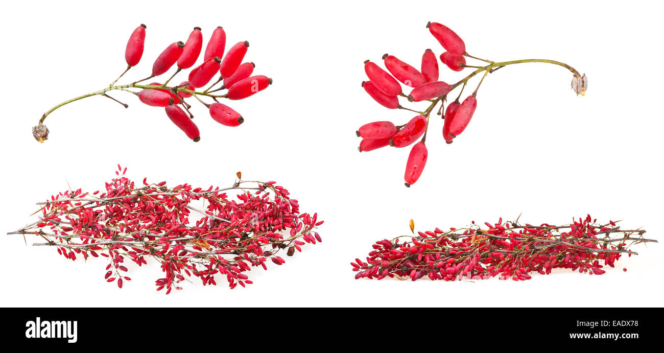 Set di red berberis sparare con frutti maturi su sfondo bianco Foto Stock