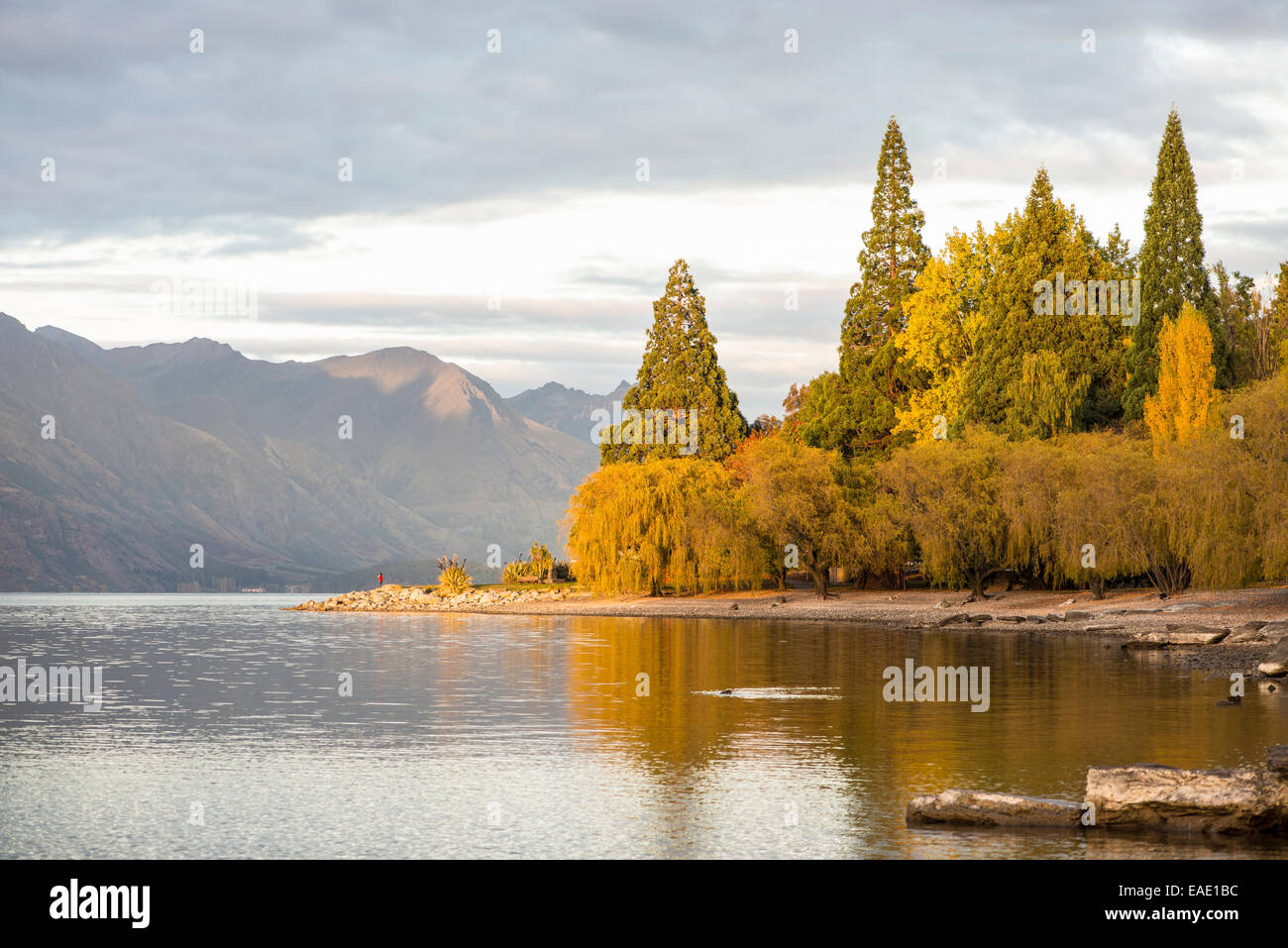 Foglie di autunno al lago Wakatipu, Queenstown, NZ Foto Stock