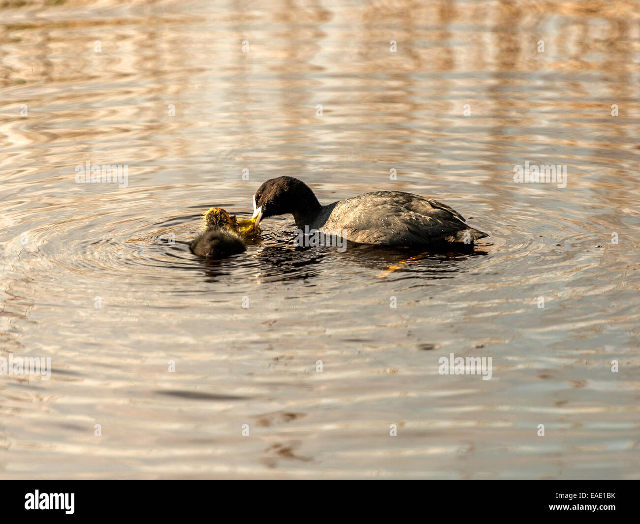 Mangiare il vostro verdi, una madre Coot [Fulica] incoraggia un giovane chic all alimentazione, impostazione di fiume. Foto Stock