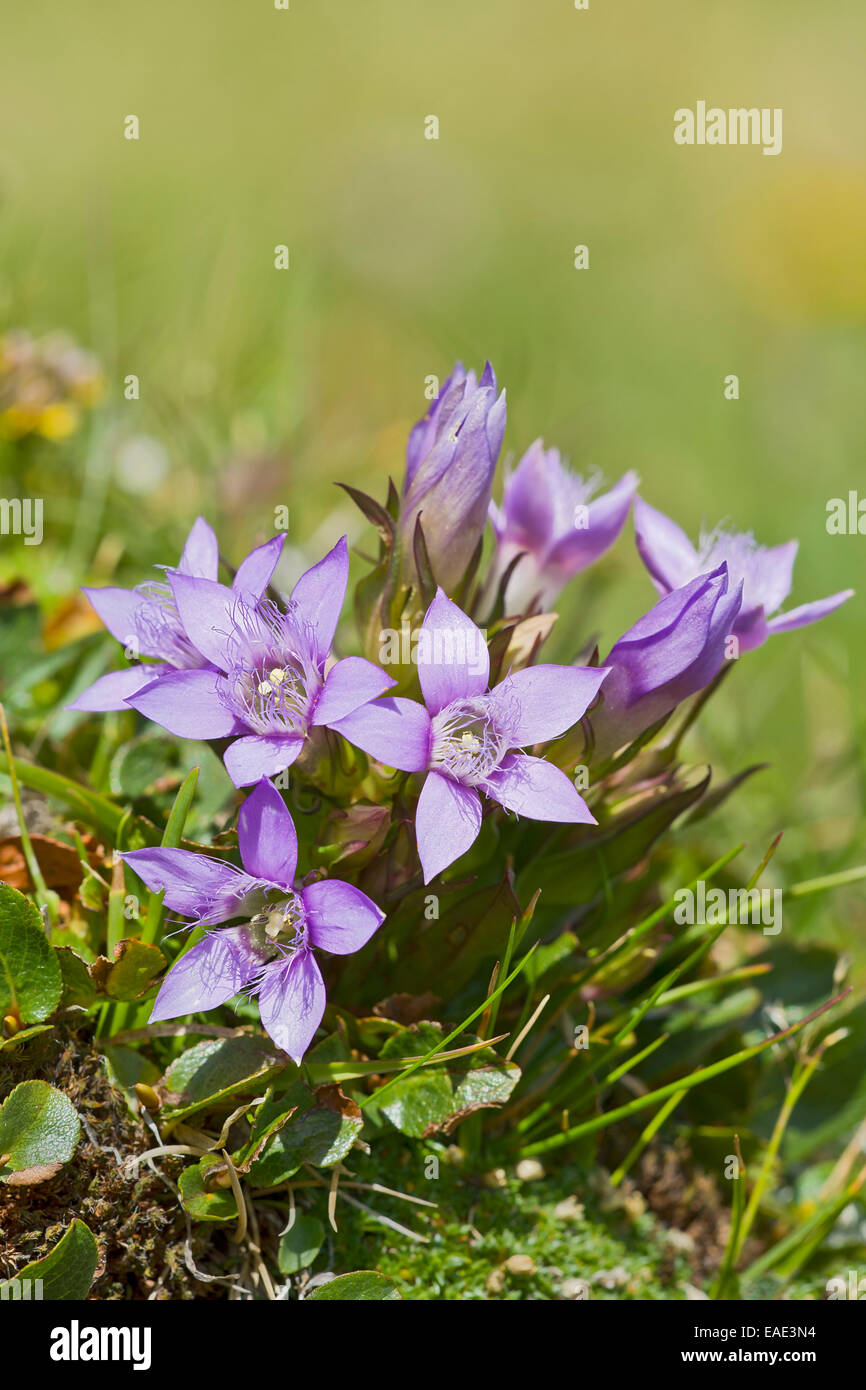 Chiltern genziana (Gentiana germanica), Seewertal, Ötztaler Alpen, Alto Adige Provincia, Trentino-Alto Adige, Italia Foto Stock