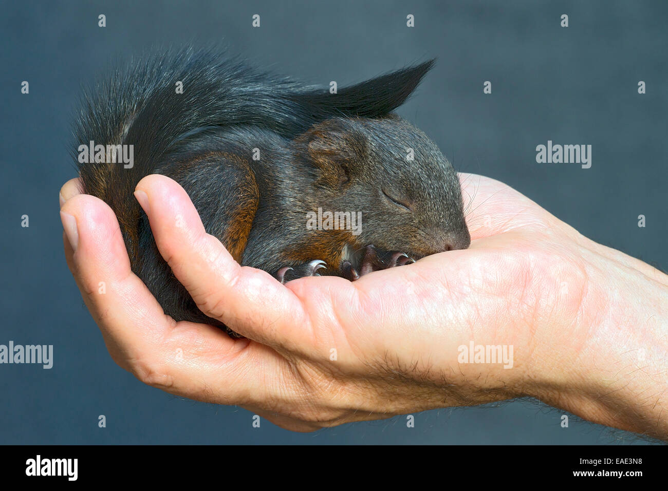 Red scoiattolo (Sciurus vulgaris), giovane, circa 7 settimane, allevati a mano, Tirolo, Austria Foto Stock