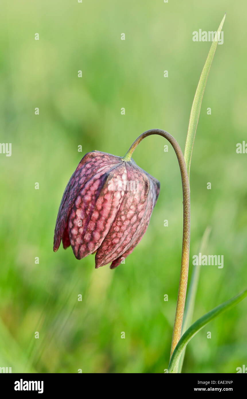 Snake Head Fritillary, Lazzaro a campana o a scacchi in Lily (Fritillaria meleagris), Burgenland, Austria Foto Stock