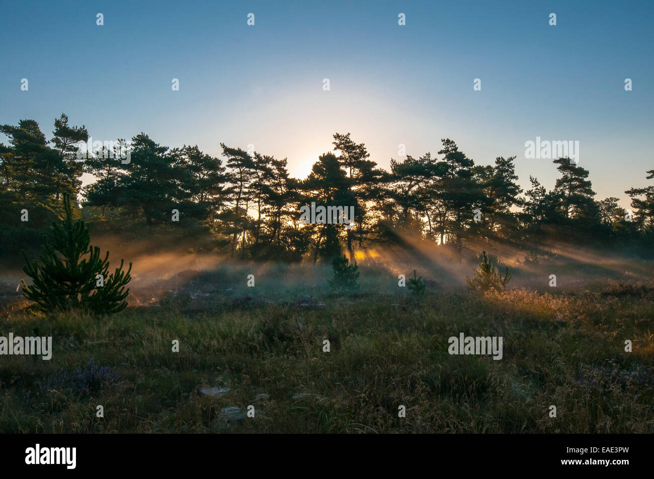 La mattina presto umore oltre la brughiera, Henne Strand, Jutland, Danimarca Foto Stock