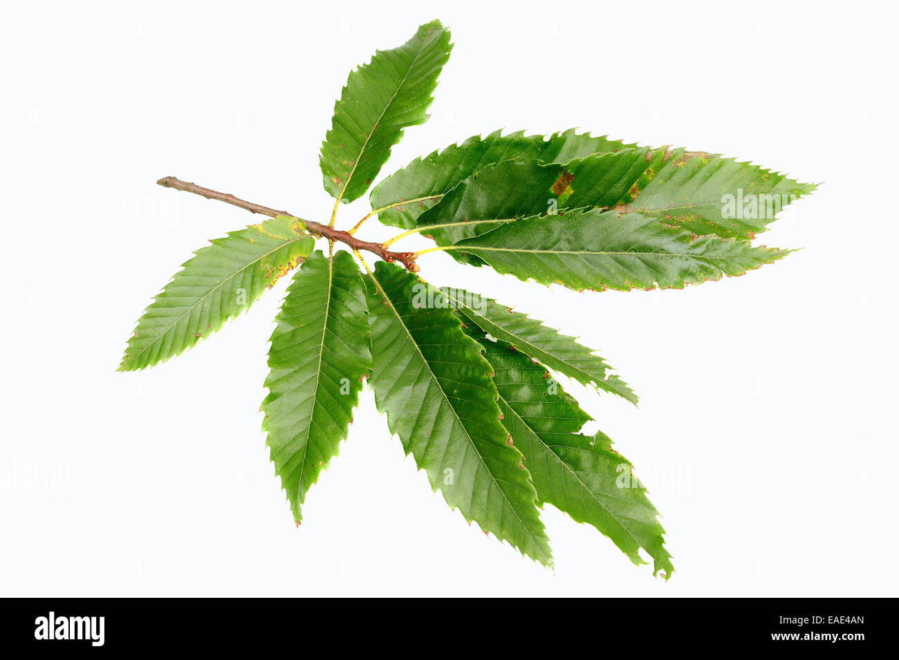 Dolce Castagno (Castanea sativa), foglie Foto Stock