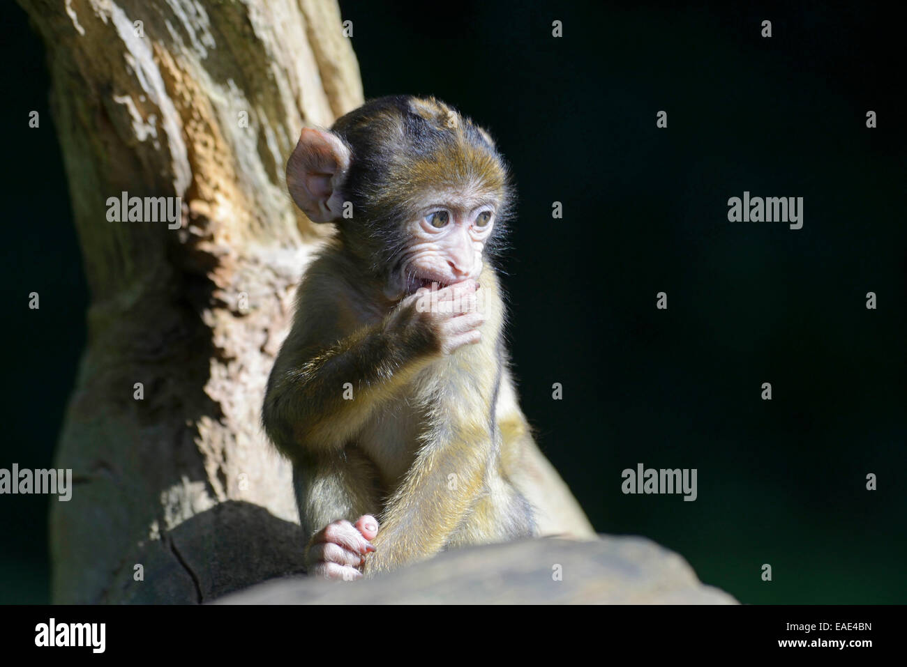 Barbary Macaque (Macaca sylvanus), infantile in NaturZoo Rheine animal park, Münsterland, Renania settentrionale-Vestfalia, Germania Foto Stock