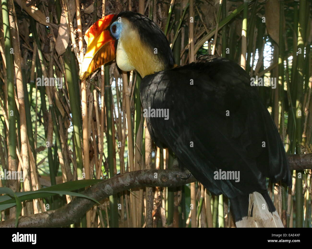 Maschio di Sunda stropicciata hornbill (Aceros corrugatus), close-up della testa e di un enorme colorato bill Foto Stock