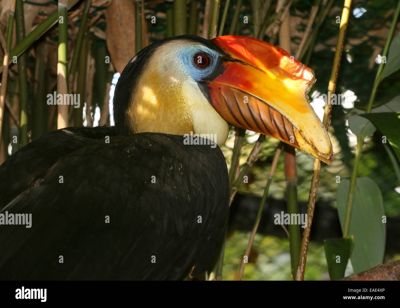 La parte superiore del corpo e della testa del maschio colorati Sunda stropicciata hornbill (Aceros corrugatus) visto di profilo Foto Stock