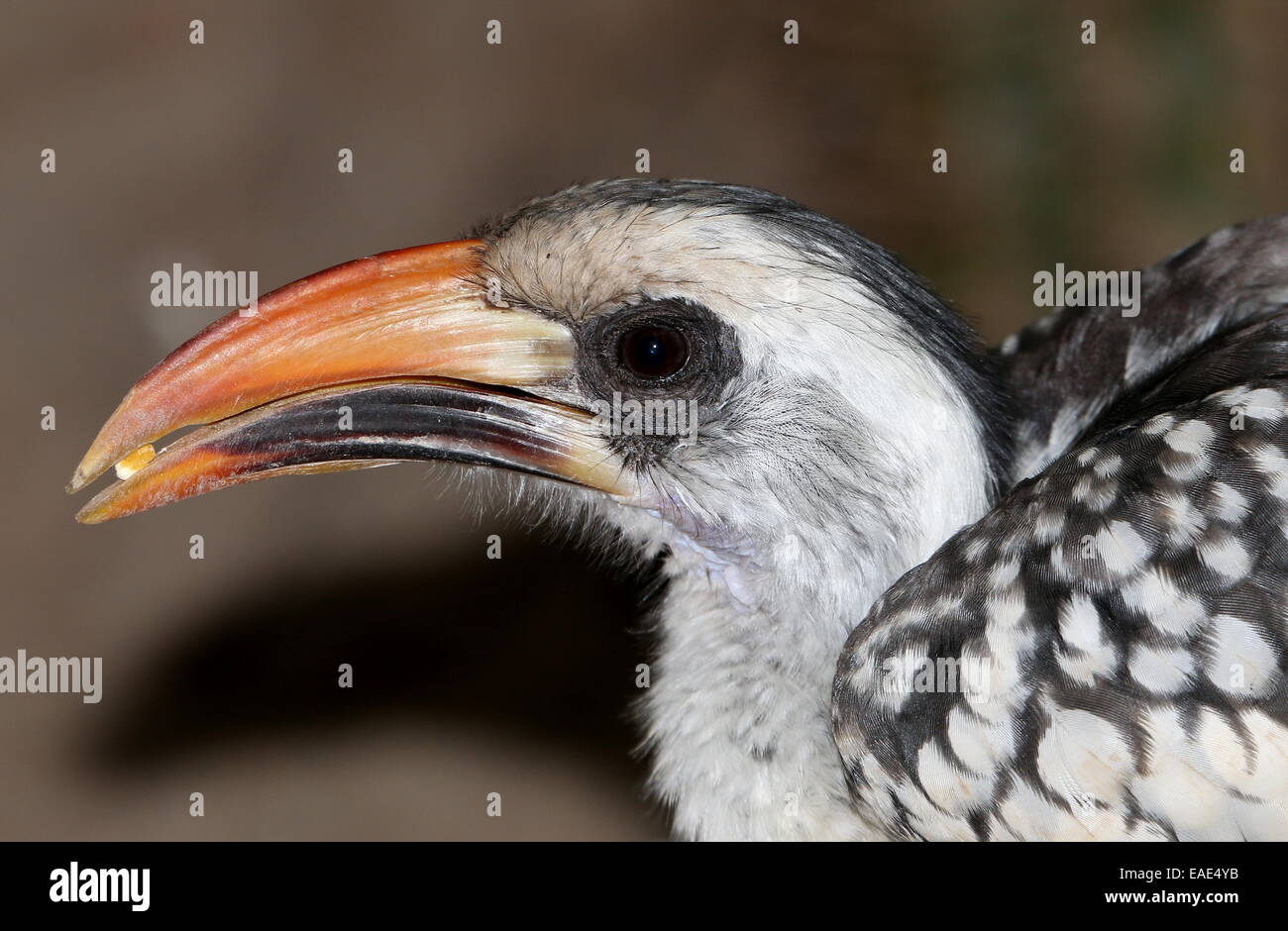 Northern red-fatturati hornbill (Tockus erythrorhynchus) visto di profilo, mangiando un seme Foto Stock