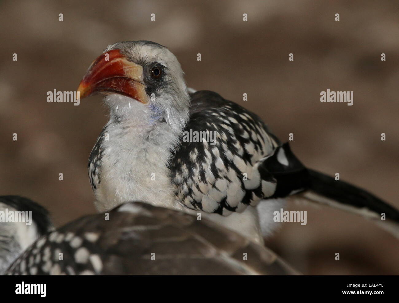 Northern red-fatturati hornbill (Tockus erythrorhynchus) Foto Stock