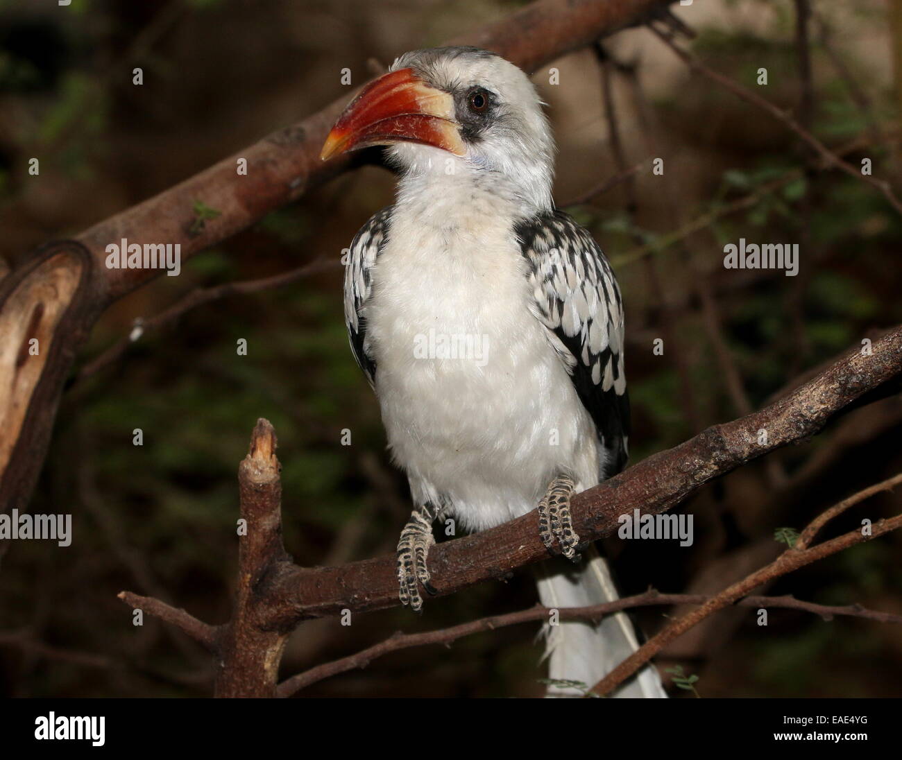 Northern red-fatturati hornbill (Tockus erythrorhynchus) che pongono in una struttura ad albero Foto Stock