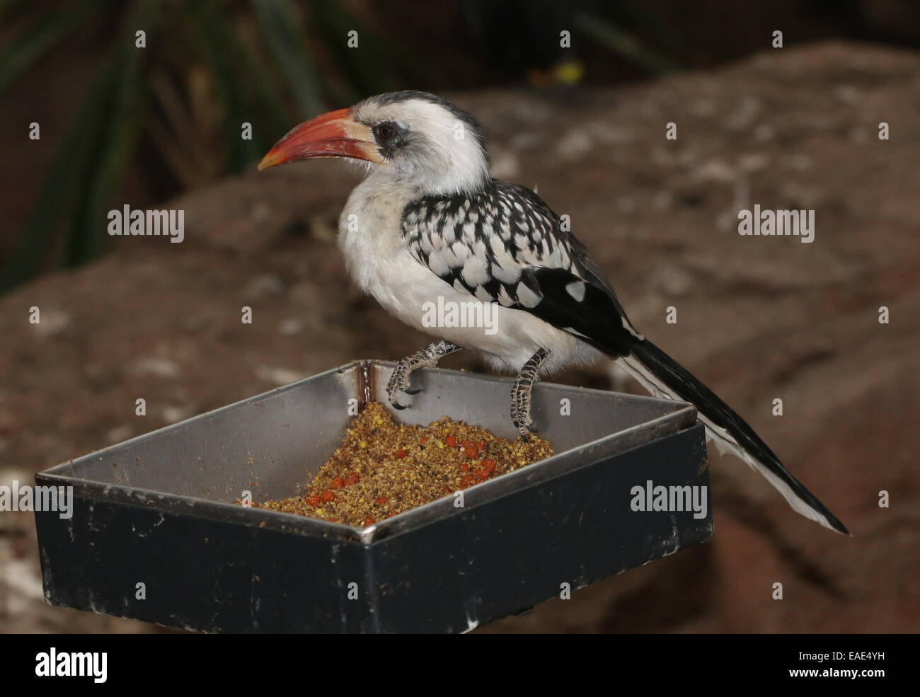 Northern red-fatturati hornbill (Tockus erythrorhynchus) su un Bird Feeder Foto Stock