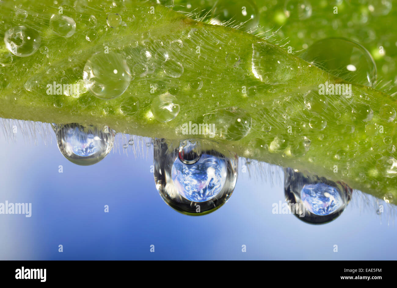 Il Pianeta Terra si riflette in dewdrops, immagine simbolica di acqua come un elisir di lunga vita, Germania Foto Stock