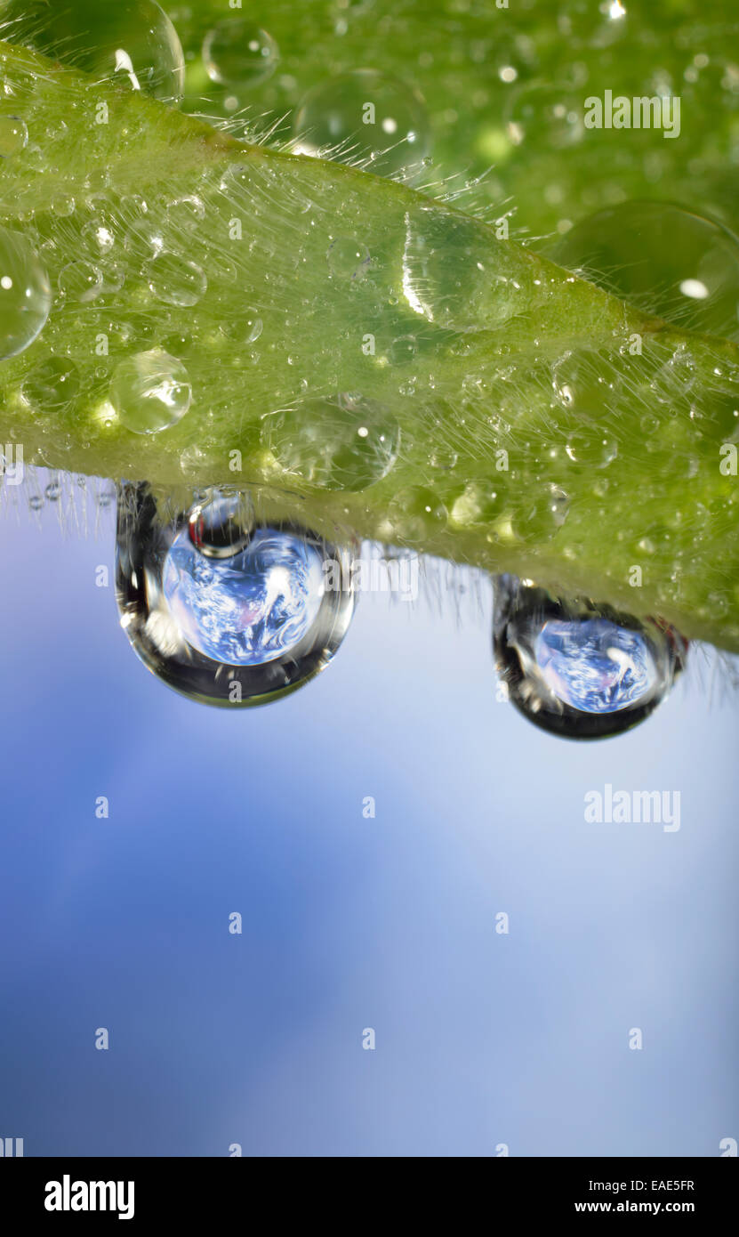 Il Pianeta Terra si riflette in dewdrops, immagine simbolica di acqua come un elisir di lunga vita, Germania Foto Stock