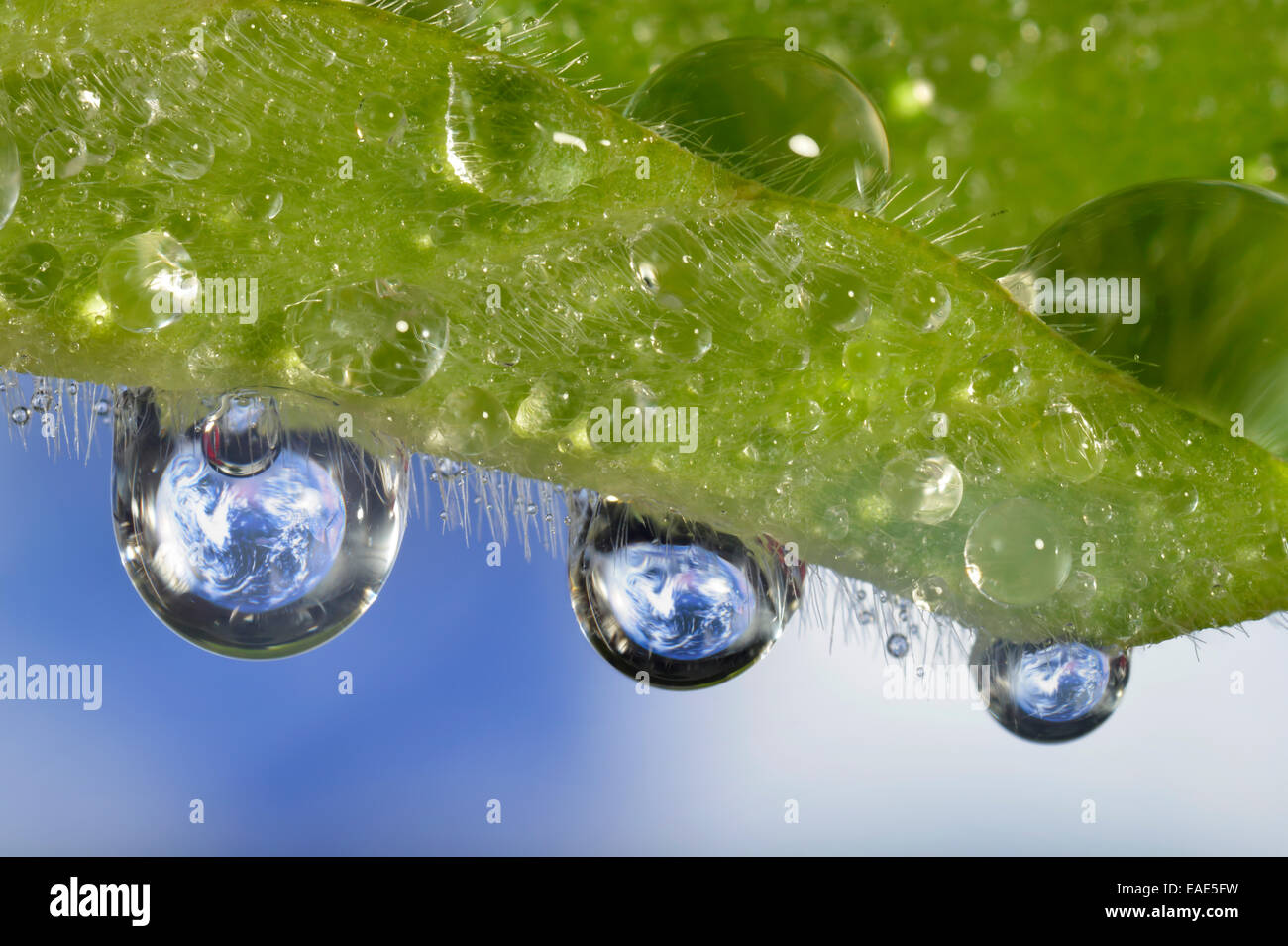 Il Pianeta Terra si riflette in dewdrops, immagine simbolica di acqua come un elisir di lunga vita, Germania Foto Stock