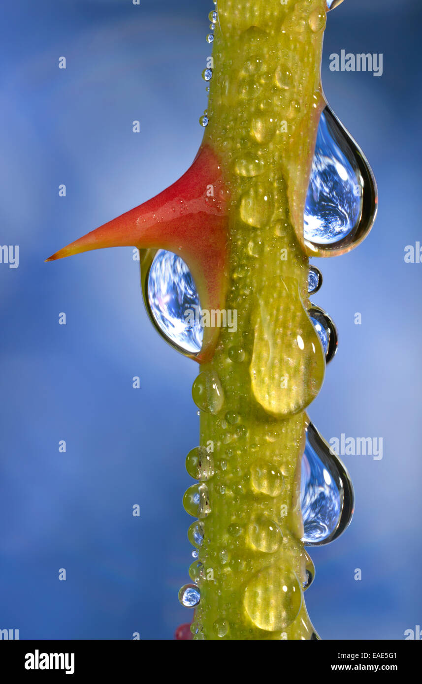 Il Pianeta Terra si riflette in dewdrops su un gambo di rose con thorn, immagine simbolica di acqua come un elisir di lunga vita, Germania Foto Stock