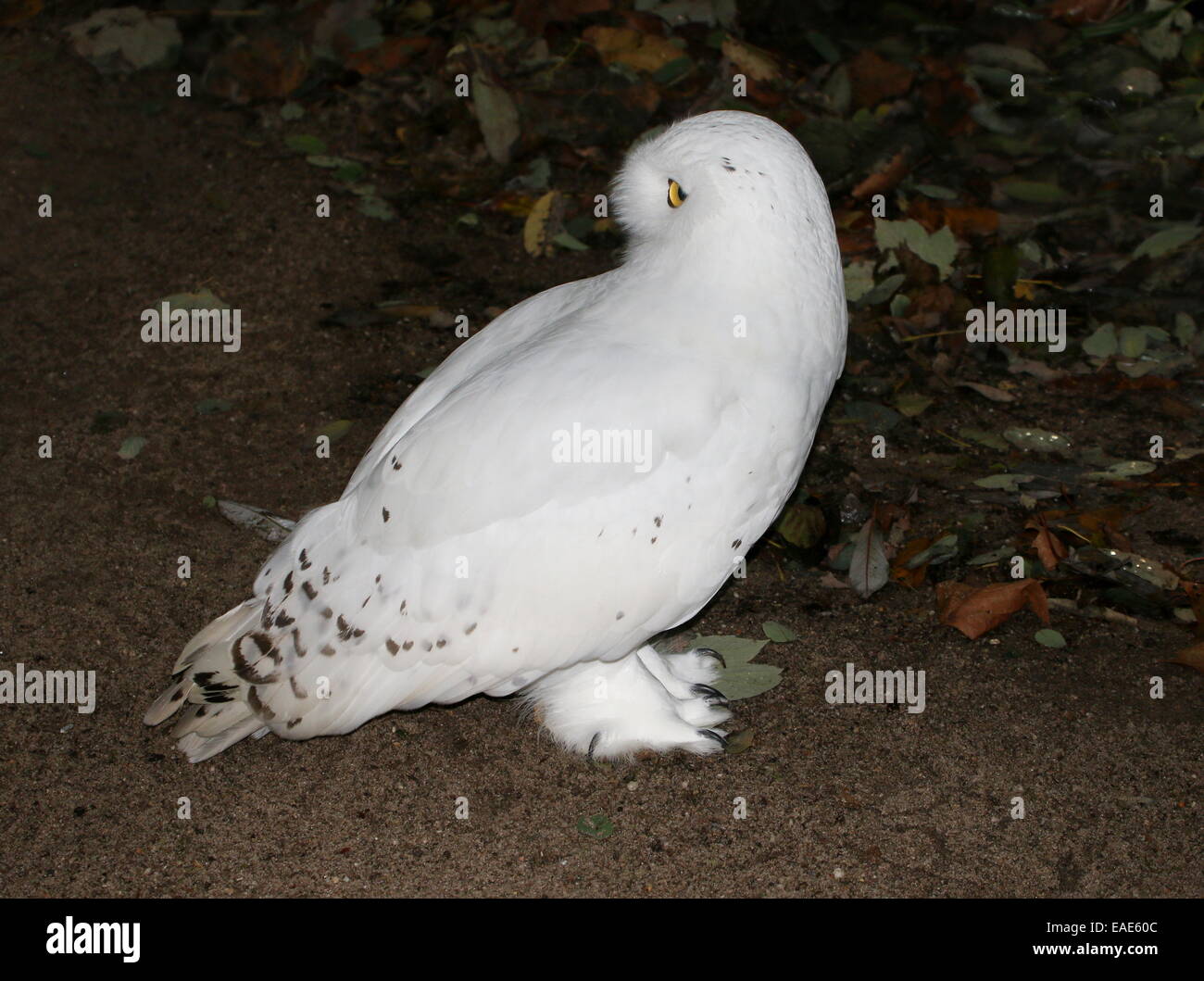 Civetta delle nevi (Bubo scandiacus) in posa sul suolo, la testa girata, rivolto all'indietro. Foto Stock