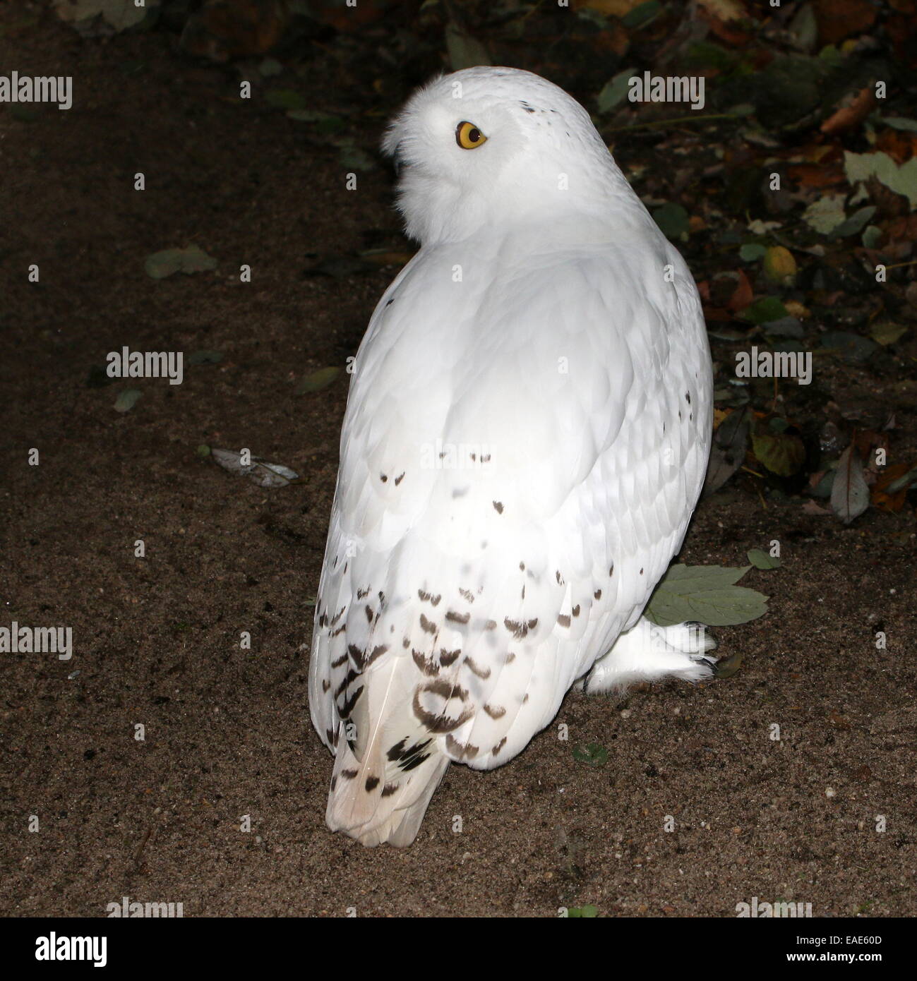 Civetta delle nevi (Bubo scandiacus) nel profilo, la testa girata intorno Foto Stock