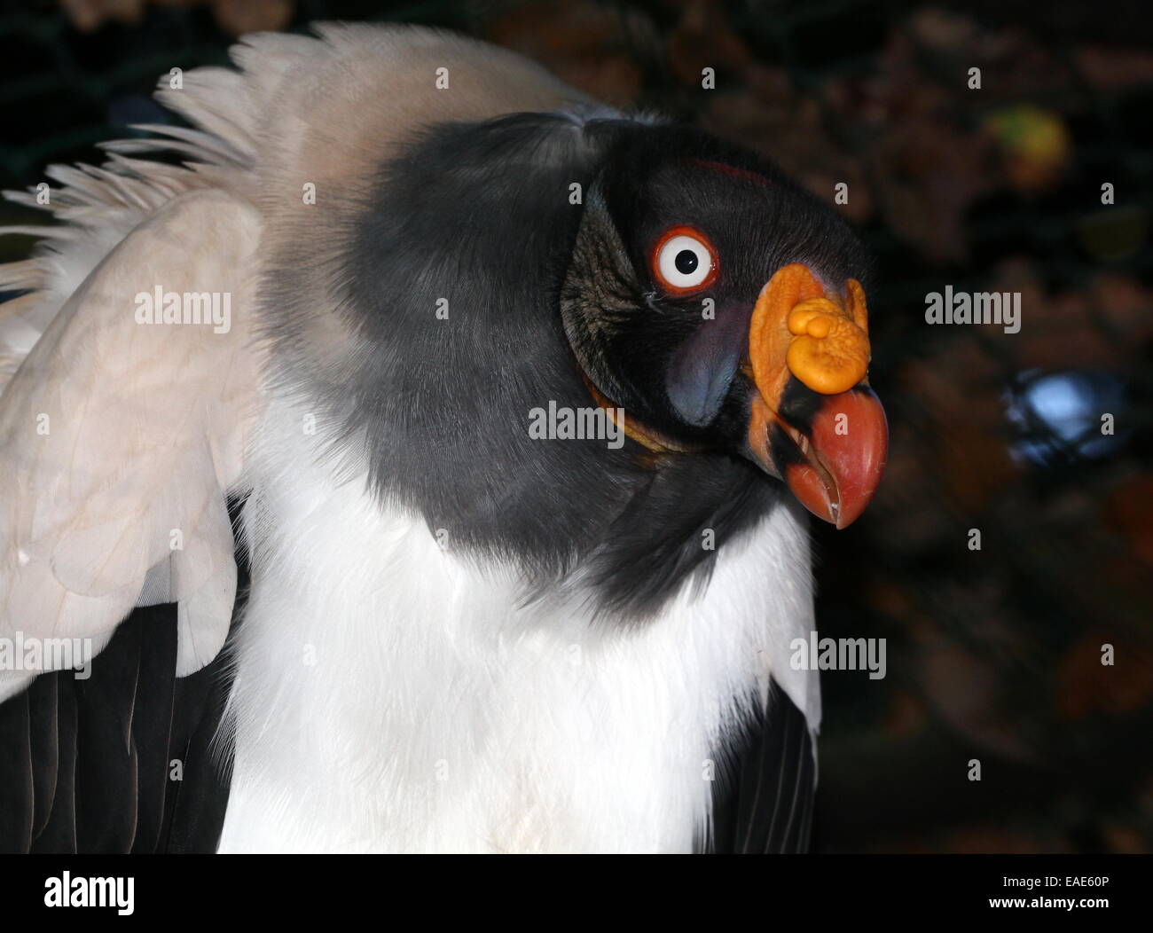 Close-up della testa del molto colorato American King Vulture (Sarcoramphus papa), campione in cattività in uno zoo Foto Stock