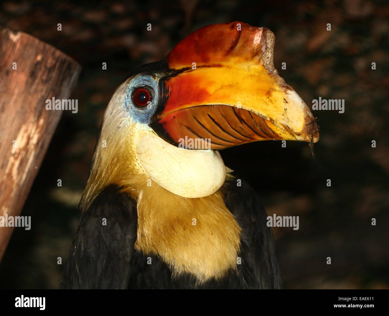 Maschio di Sunda stropicciata hornbill (Aceros corrugatus), close-up della testa e di un enorme colorato bill Foto Stock