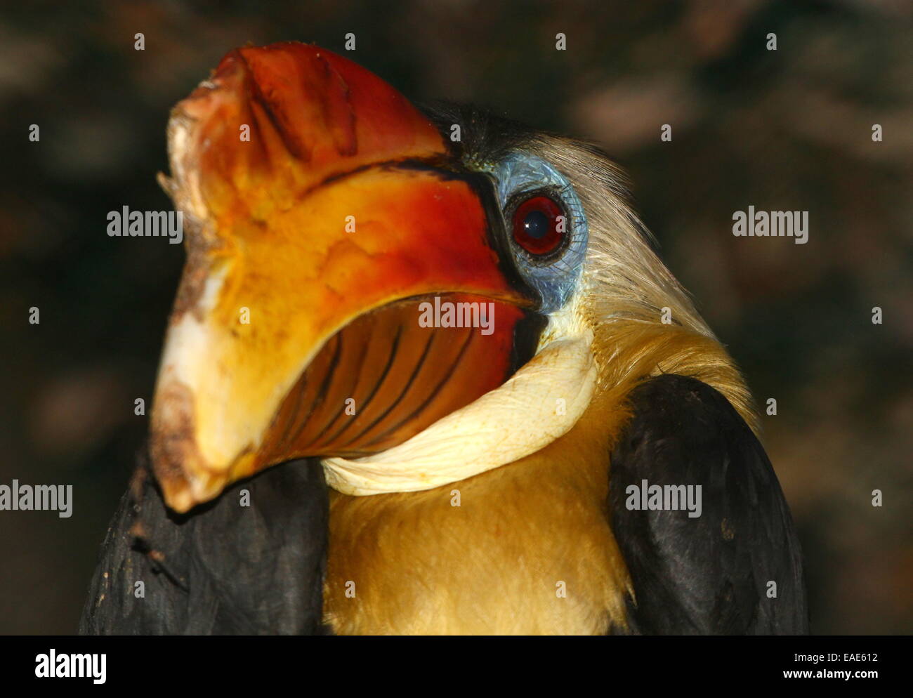 Maschio di Sunda stropicciata hornbill (Aceros corrugatus), close-up della testa e di un enorme colorato bill Foto Stock