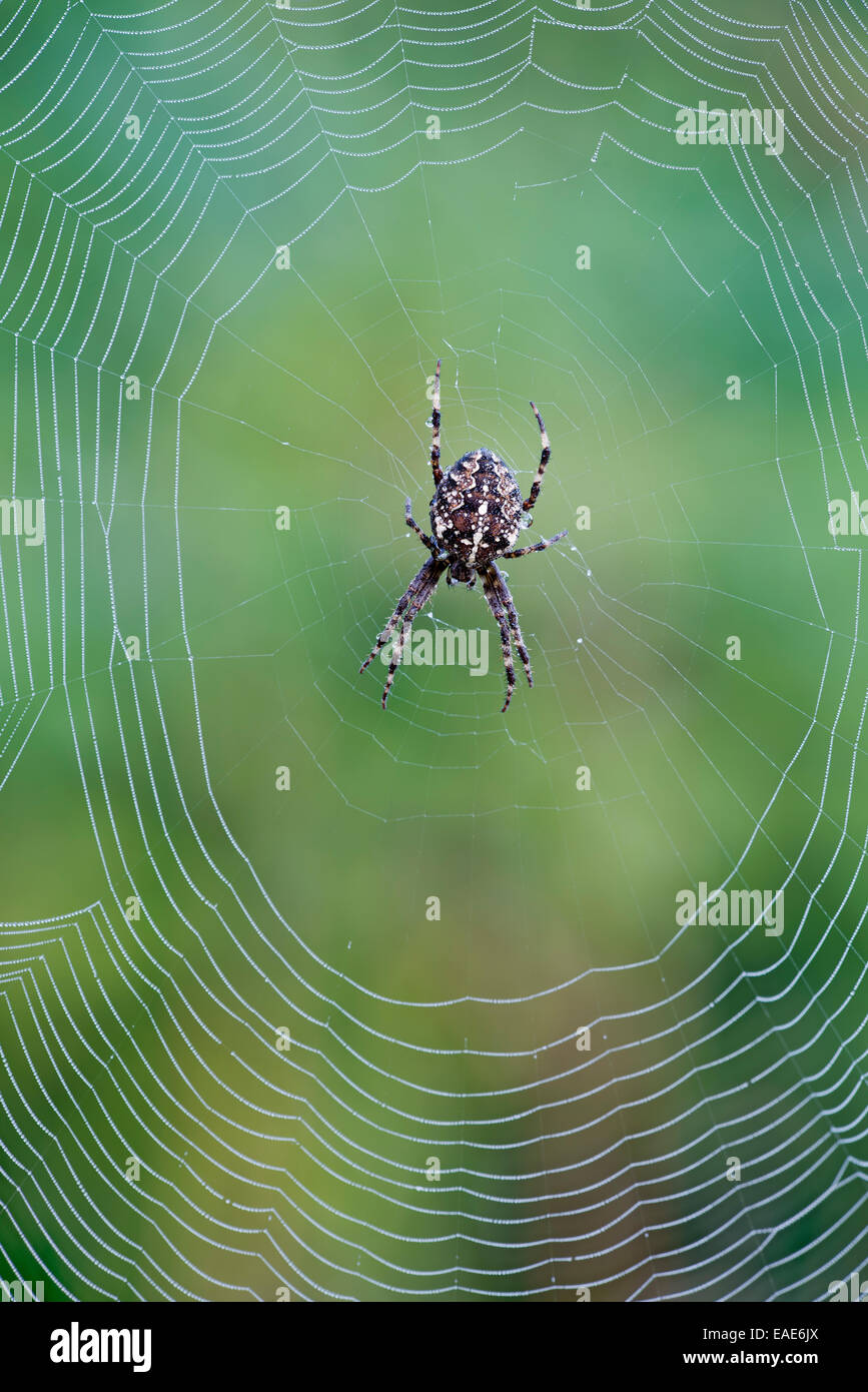 Giardino europeo Spider o Croce Orbweaver (Araneus diadematus), Tirolo, Austria Foto Stock