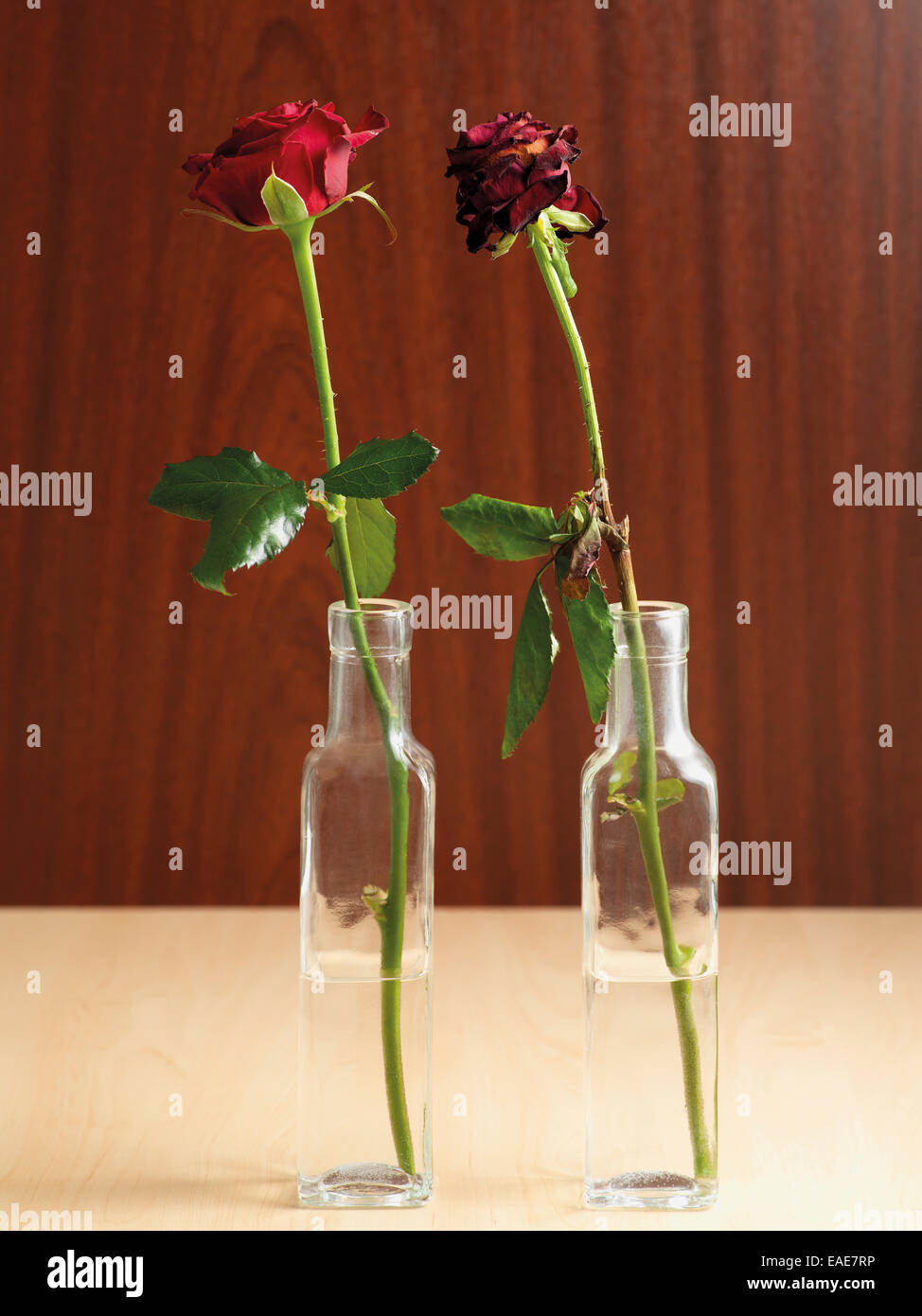 Due Rose in vasi, uno freschi altri appassiti Foto Stock
