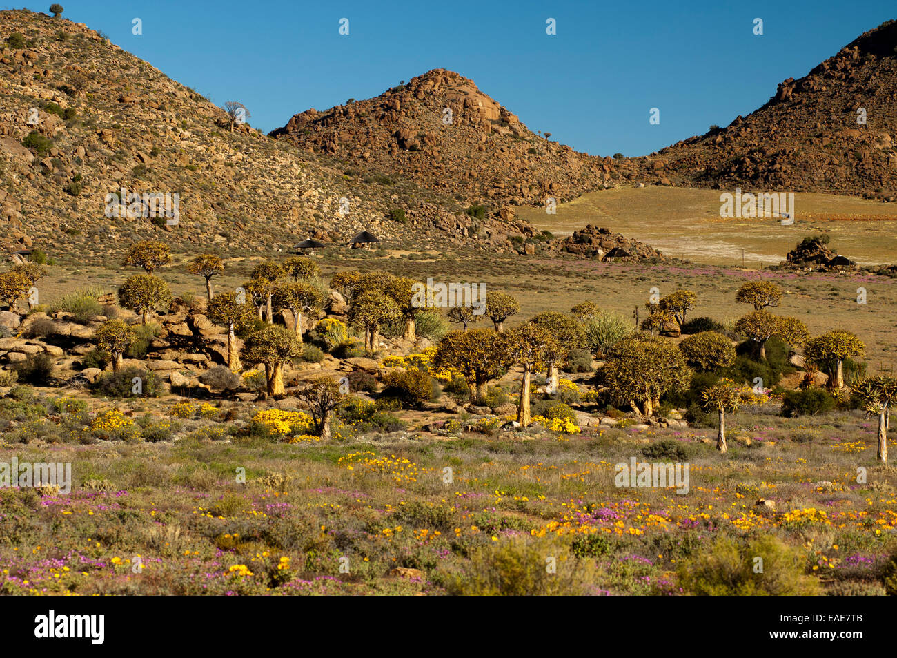 Foresta di alberi faretra o Kocurbooms (Aloe dichotoma) in i visitatori giardino, Goegap Riserva Naturale, Springbok, Namaqualand Foto Stock