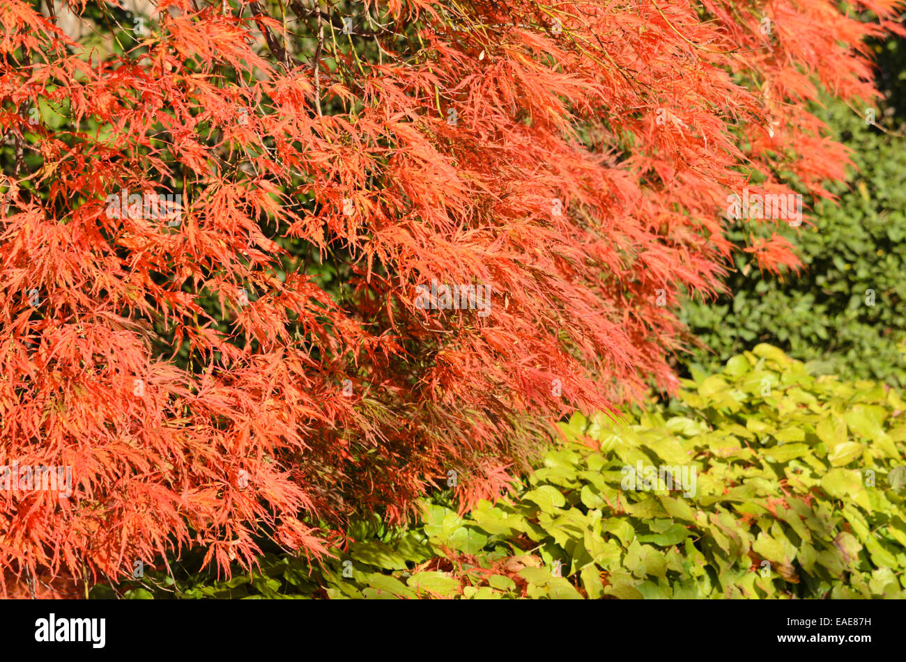 Acero giapponese (acer palmatum 'dissectum garnet") Foto Stock