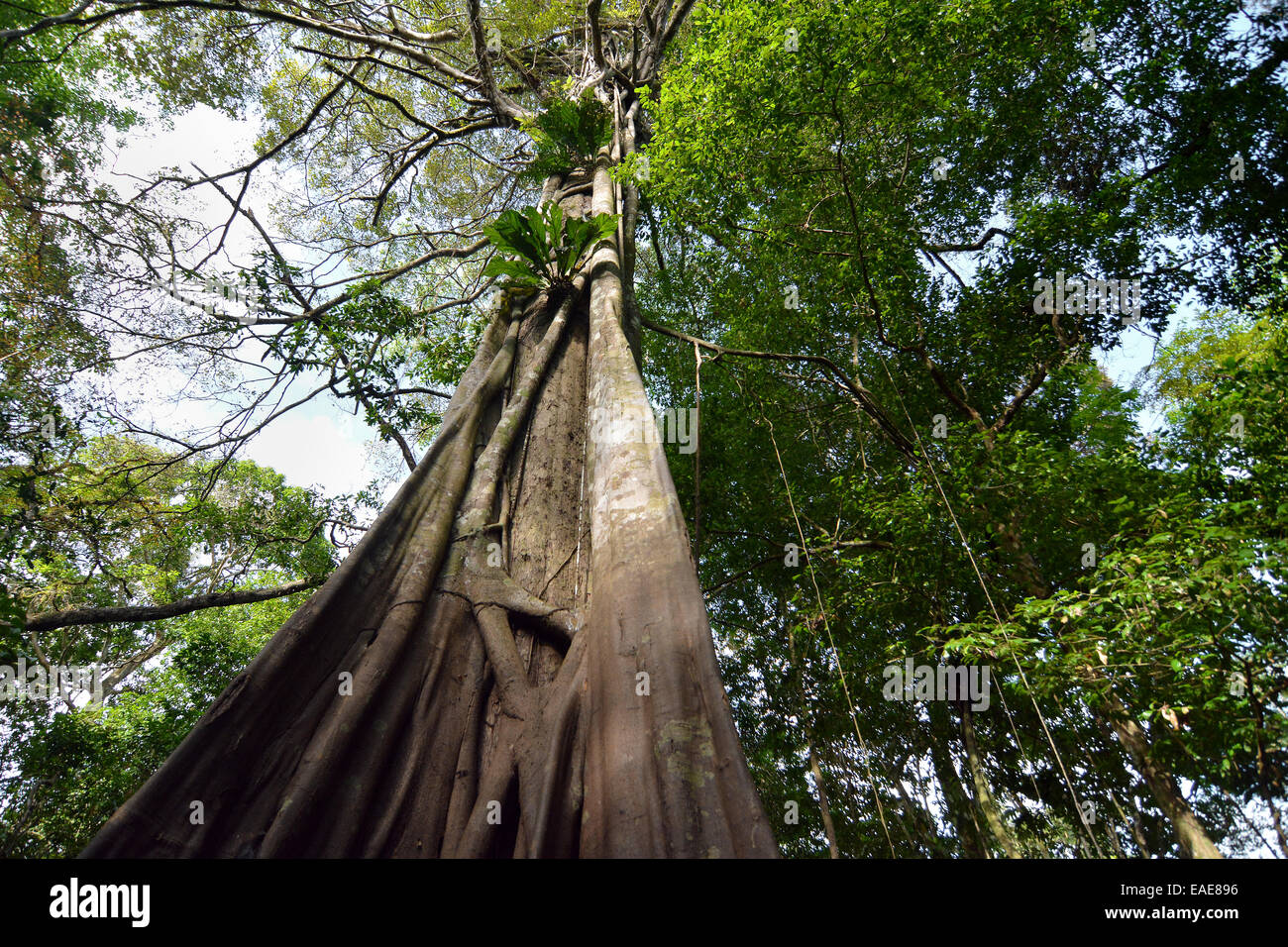 Il gigante della giungla in Várzea foreste, Mamiraua lo sviluppo sostenibile Riserva, vicino a Manaus, Amazonas Stato, Brasile Foto Stock